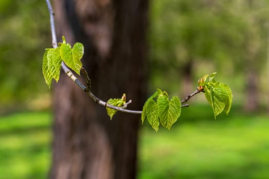 fresh green young spring leaves