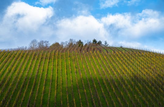 Vineyard in autumn, colorful foliage, Trier and the Moselle Valley in Germany, landscape and agriculture in rhineland palatine
