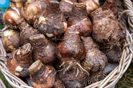 Amsterdam, Netherlands - April 21, 2023: Flowers bulbs at the traditional flower market, Amsterdam, Holland, The Netherlands