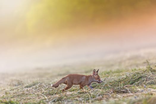 Portrait of adorable fox cub walking in the field in early morning sunlight.   Horizontally.