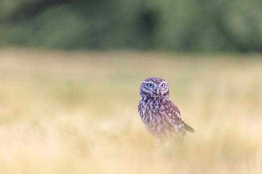 Minimalist Wilderness Closeup Photo of the Boreal Owl sitting alone in a cornfield. Horizontally.