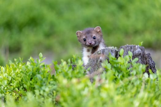 Cute marten peeks out of a tree stump and  looks  at the camera. Horizontally.