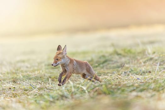 Cute fox cub is running  in the field.  Horizontally.
