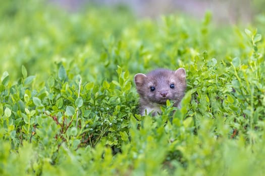Cute marten peeks out of a blueberry tree and  looks  at the camera. Horizontally.