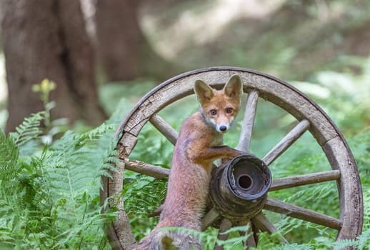 Closeup view of cute fox cub posing on the rustic wooden wagon wheel in the forest looking at the camera.  Horizontally.