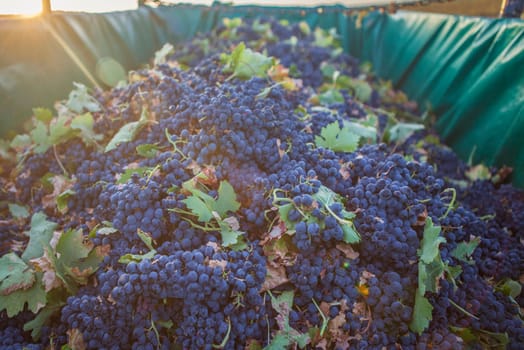 Trailer full of red grapes. Rays of dawn light entering the horizon
