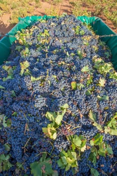 Trailer full of red grapes. Grape harvest season scene