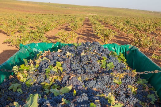 Trailer full of red grapes. Grape harvest season scene