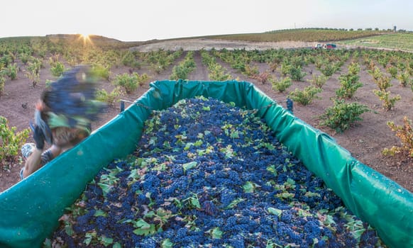 Laborer unloading their  buckets into the trailer. Grape harvest season scene