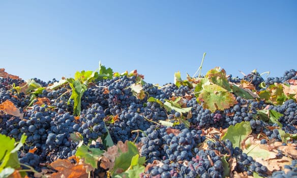 Harvested tempranillo red grapes. Grape harvest season scene