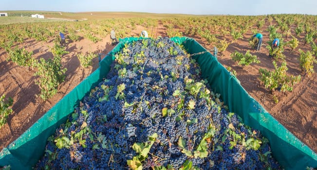 Trailer ful of red grapes. Day laborers crew working as background