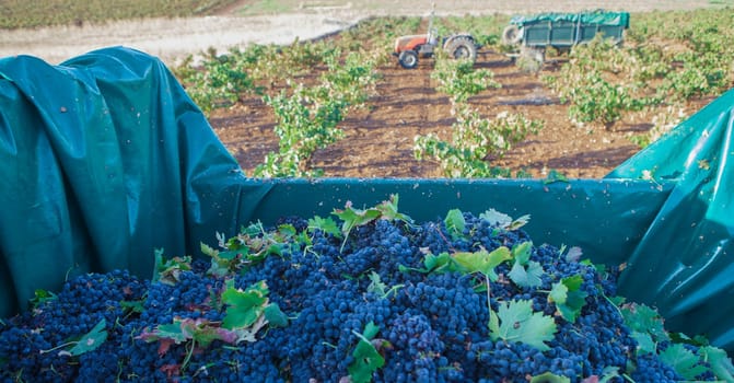 Trailer full of red grapes. Another tractor with trailer as background