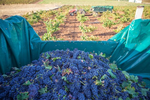Trailer full of red grapes. Another tractor with trailer as background