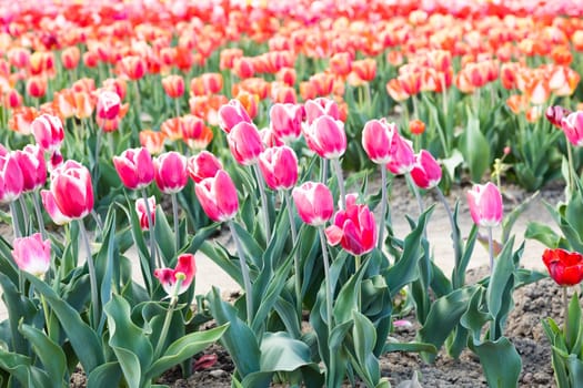 Blooming tulips field in Holland, springtime - beautiful multicolored background, sunlight