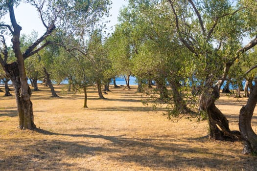 Olive tree cultivation in Italy. Organic outdoor plantation in rural scenery location