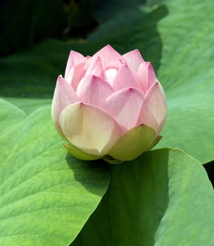 Lotus nucifera is a beautiful Indian water and medicinal plant. The lotus flower,Lotus nucifera,is a beautiful Indian water and medicinal plant