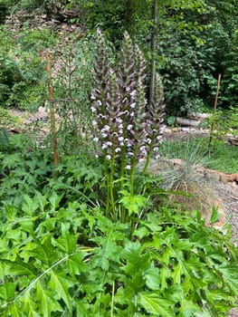 Acanthus,hungaricus is an indestructible flowering and leafy perennial with ornamental leaves native to the Balkans. Acanthus,hungaricus is an indestructible flowering and foliage perennial with ornamental leaves that comes from the Balkans.