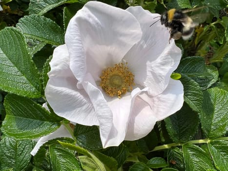 Apple rose,Rosa rugosa,is a wild rose with beautiful red fruits in autumn. Apple rose,Rosa rugosa,is a wild rose with beautiful red fruits in autumn.