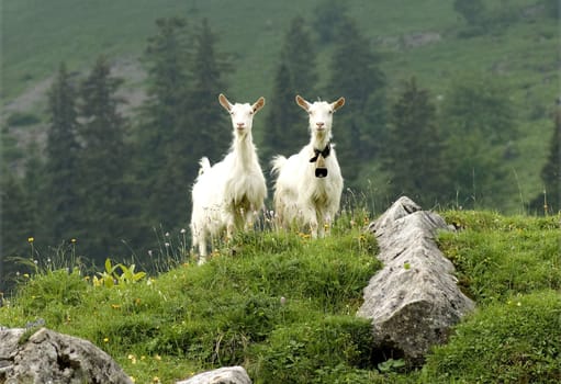Appenzeller goat is a powerful,mostly polled goat breed with a strong and compact physique. Appenzeller goat is a powerful,mostly hornless goat breed with a strong and compact build