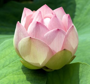 Lotus nucifera is a beautiful Indian water and medicinal plant. The lotus flower,Lotus nucifera,is a beautiful Indian water and medicinal plant