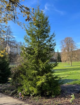 Caucasus spruce,also known as Oriental spruce,Morgenland spruce and Sapindus spruce,is a species of plant in the genus Spruce. Caucasus spruce,also known as Oriental spruce,oriental spruce and Sapindus spruce,is a plant s