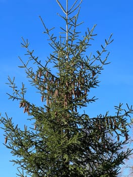 Caucasus spruce,also known as Oriental spruce,Morgenland spruce and Sapindus spruce,is a species of plant in the genus Spruce. Caucasus spruce,also known as Oriental spruce,oriental spruce and Sapindus spruce,is a plant s