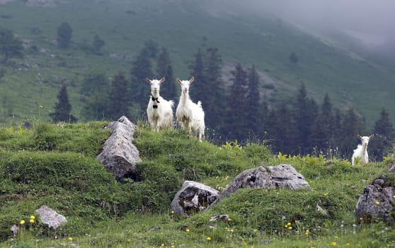 Appenzeller goat is a powerful,mostly polled goat breed with a strong and compact physique. Appenzeller goat is a powerful,mostly hornless goat breed with a strong and compact build