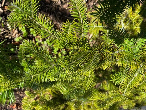Caucasus spruce,also known as Oriental spruce,Morgenland spruce and Sapindus spruce,is a species of plant in the genus Spruce. Caucasus spruce,also known as Oriental spruce,oriental spruce and Sapindus spruce,is a plant s