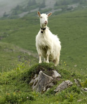 Appenzeller goat is a powerful,mostly polled goat breed with a strong and compact physique. Appenzeller goat is a powerful,mostly hornless goat breed with a strong and compact build