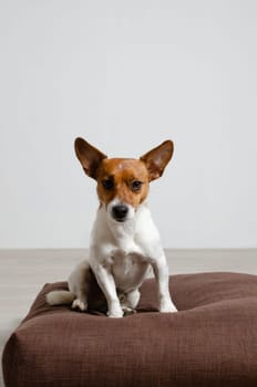 Cute four and a half year old Jack Russell Terrier sitting on a large floor cushion in a bright living room