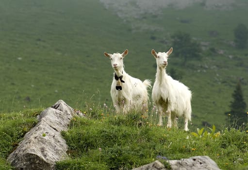 Appenzeller goat is a powerful,mostly polled goat breed with a strong and compact physique. Appenzeller goat is a powerful,mostly hornless goat breed with a strong and compact build