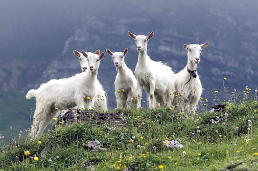 Appenzeller goat is a powerful,mostly polled goat breed with a strong and compact physique. Appenzeller goat is a powerful,mostly hornless goat breed with a strong and compact build