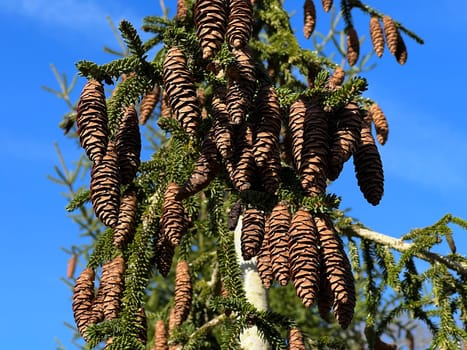 Caucasus spruce,also known as Oriental spruce,Morgenland spruce and Sapindus spruce,is a species of plant in the genus Spruce. Caucasus spruce,also known as Oriental spruce,oriental spruce and Sapindus spruce,is a plant s