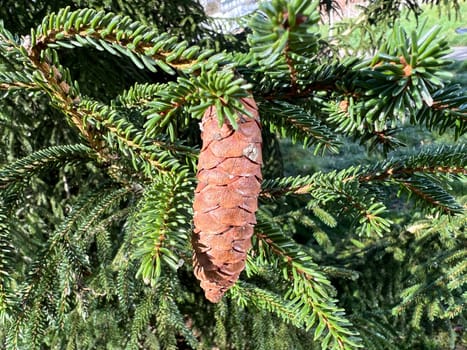 Caucasus spruce,also known as Oriental spruce,Morgenland spruce and Sapindus spruce,is a species of plant in the genus Spruce. Caucasus spruce,also known as Oriental spruce,oriental spruce and Sapindus spruce,is a plant s