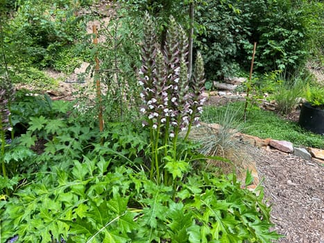 Acanthus,hungaricus is an indestructible flowering and leafy perennial with ornamental leaves native to the Balkans. Acanthus,hungaricus is an indestructible flowering and foliage perennial with ornamental leaves that comes from the Balkans.