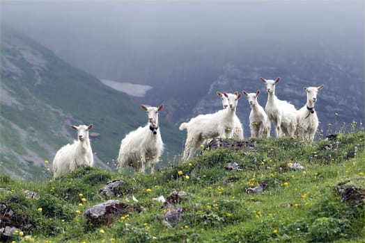 Appenzeller goat is a powerful,mostly polled goat breed with a strong and compact physique. Appenzeller goat is a powerful,mostly hornless goat breed with a strong and compact build