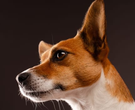 Portrait of a cute young Jack Russell Terrier on a studio dark background