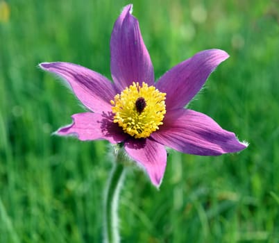 Pulsatilla,vulgaris is an early bloomer with beautiful flowers in blue and red. Pasqueflower,Pulsatilla,vulgaris is an early bloomer with beautiful flowers in blue and red.