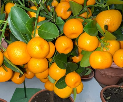 Orange,Citrus sinensis,is an exotic fruit that is also used dried with star anise and cinnamon sticks as a fragrance enhancer. Orange,Citrus sinensis,is an exotic fruit that is also used as a fragrance when dried with star anise and cinnamon sticks.