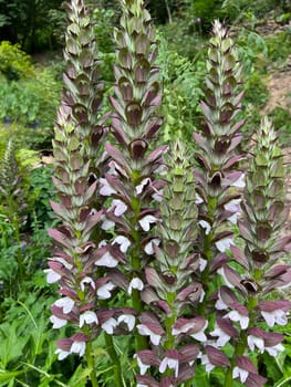 Acanthus,hungaricus is an indestructible flowering and leafy perennial with ornamental leaves native to the Balkans. Acanthus,hungaricus is an indestructible flowering and foliage perennial with ornamental leaves that comes from the Balkans.
