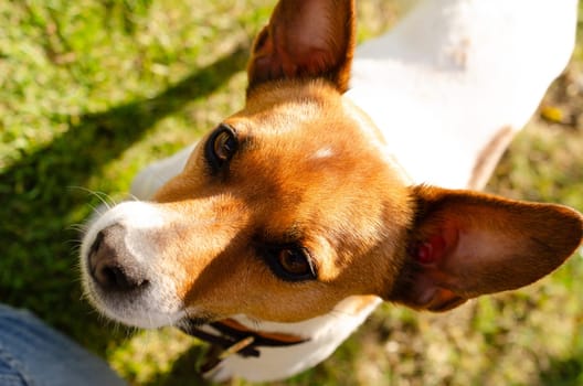 Cute young Jack Russell Terrier in a garden with his human friend, togetherness or friendship concept