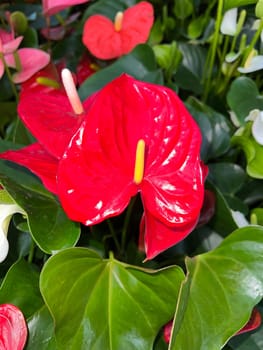Flamingo flower,Anthurium is a beautiful houseplant with different colors of flowers. Flamingo flower,anthurium is a beautiful houseplant with different flower colors.
