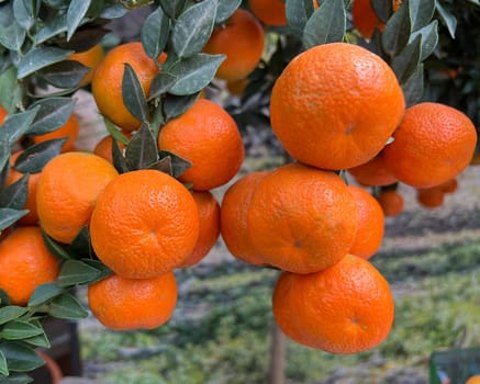Orange,Citrus sinensis,is an exotic fruit that is also used dried with star anise and cinnamon sticks as a fragrance enhancer. Orange,Citrus sinensis,is an exotic fruit that is also used as a fragrance when dried with star anise and cinnamon sticks.