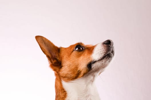 Portrait of a cute young Jack Russell Terrier on a bright studio background