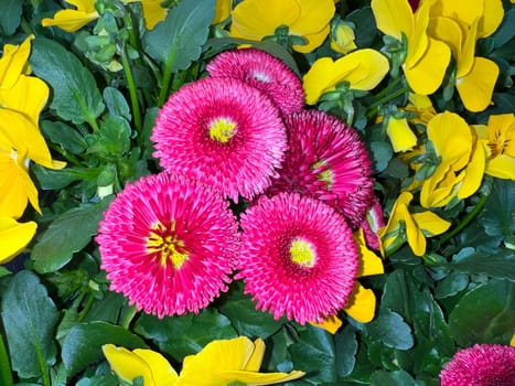 Bellis perennis is an edible flower with white flowers. It is an important medicinal plant and is used in medicine. It is also often found in the wild,in fields and meadows. Geensebluemchen,Bellis Perennis is an edible flower with white flowers. It is an important medicinal plant and is used in medicine. It is also often wild on fields and meadows.