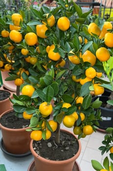 Orange,Citrus sinensis,is an exotic fruit that is also used dried with star anise and cinnamon sticks as a fragrance enhancer. Orange,Citrus sinensis,is an exotic fruit that is also used as a fragrance when dried with star anise and cinnamon sticks.