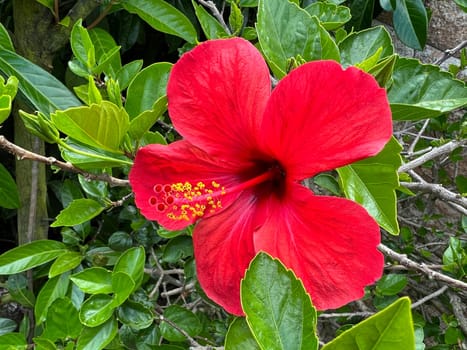 Hibiscus rosa-sinensis,also known as marshmallow,is a medicinal plant and a very decorative plant. Hibiscus rosa-sinensis,also called rosemary,is a medicinal plant and a very ornamental flowering plant.