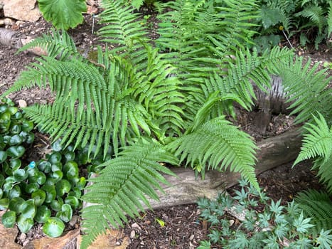 Worm fern,Dryopteris filix-mas,is a poisonous forest plant that is also used as a medicinal plant. Worm fern,Dryopteris filix-mas,is a poisonous forest plant that is also used as a medicinal plant