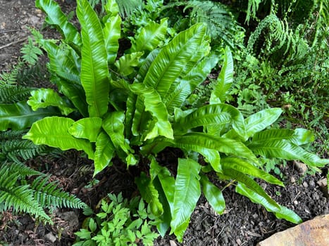 Phillystis scolopendrium is a fern with beautiful smooth fronds. Deer's tongue fern,also known as deer's tongue,Phillystis scolopendrium,is a fern with beautiful,smooth leaf fronds.