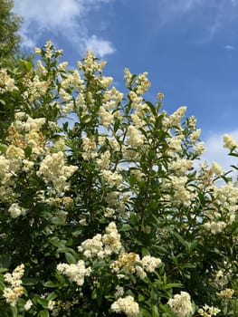 Privet,Ligustrum vulgare,is a poisonous medicinal plant that is often planted as a hedge. Privet,Ligustrum vulgare,is a poisonous medicinal plant that is often planted as a hedge